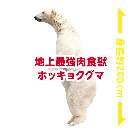 地上最強肉食獣ホッキョクグマ 身長約200cm