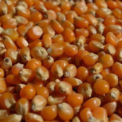 あのカチカチの皮をどうやって破る？ ポップコーンの「タネ」が土の中で発芽するメカニズム