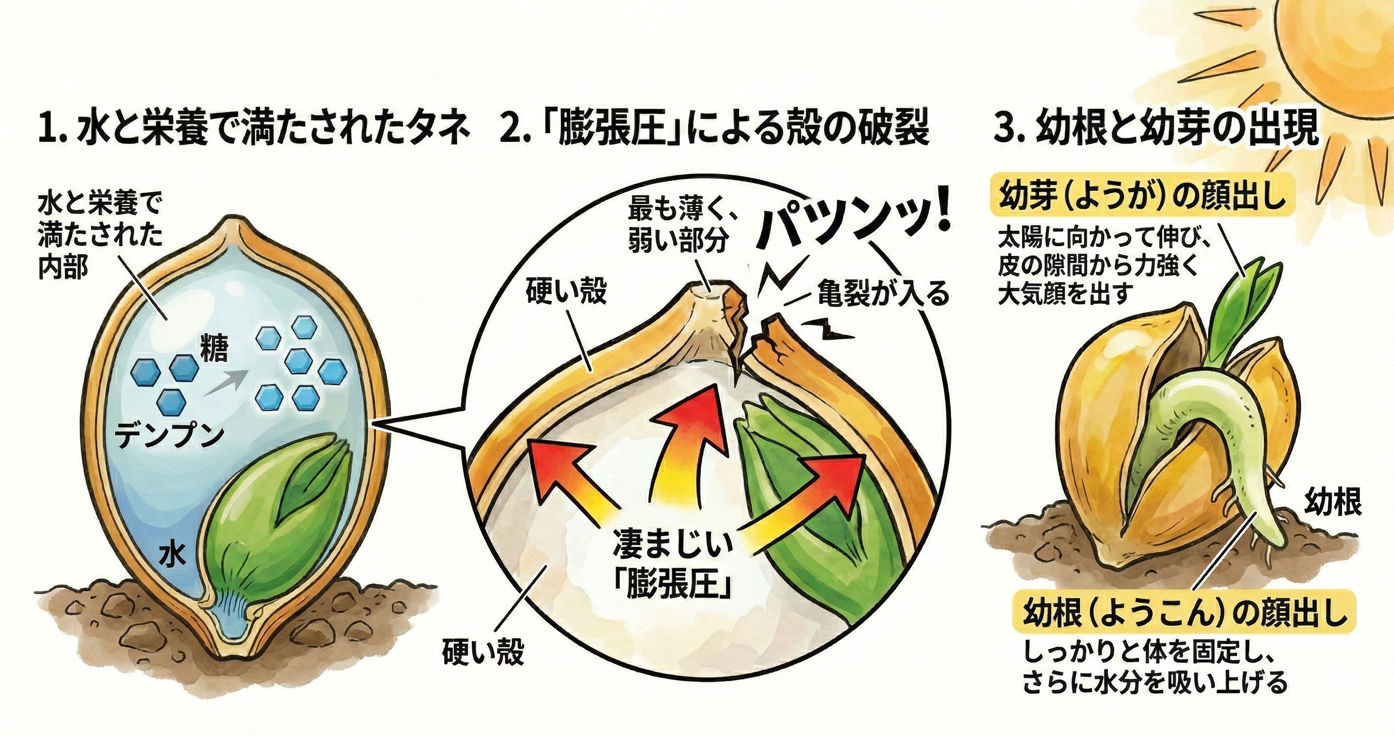 ポップコーンの種