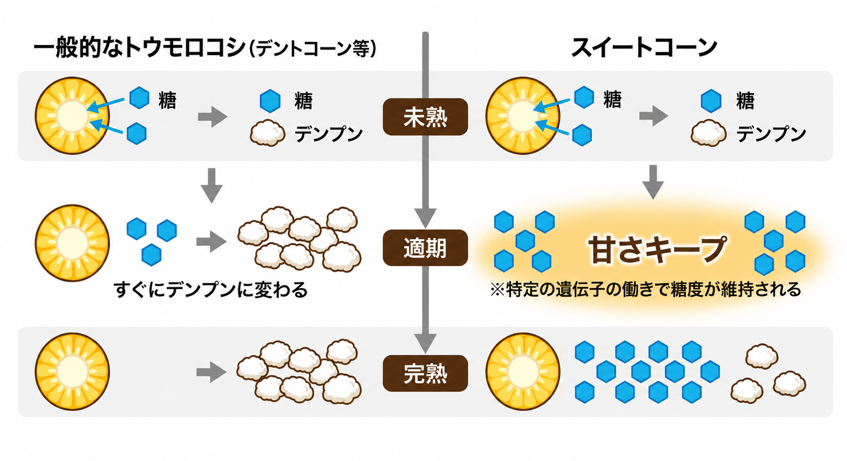 スイートコーンが甘い理由